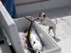 Stray Dog Fishing Charters