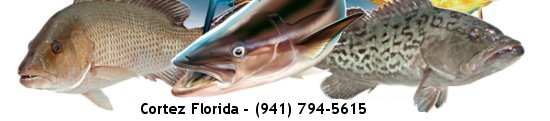 Stray Dog Fishing Charters, Cortez, Florida